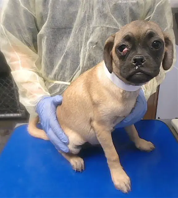 Mason - Pug