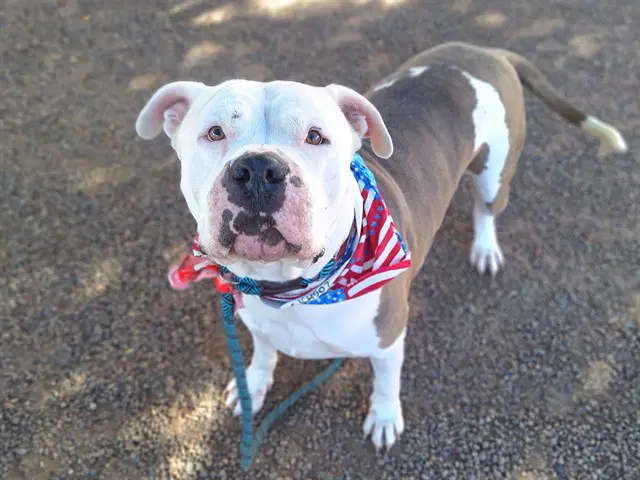 Gandalf - American Pit Bull Terrier
