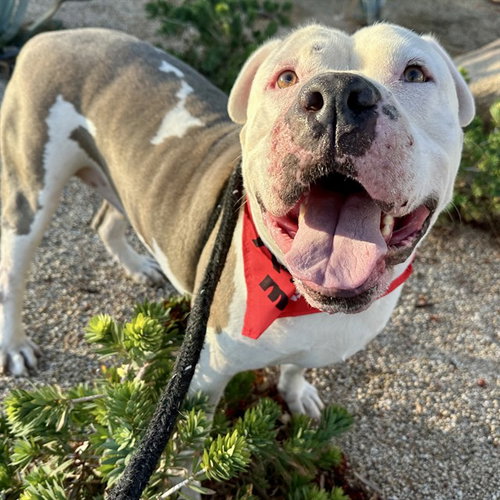 GANDALF, a dog for adoption from Maricopa County Animal Care & Control - West Valley Animal Care Center