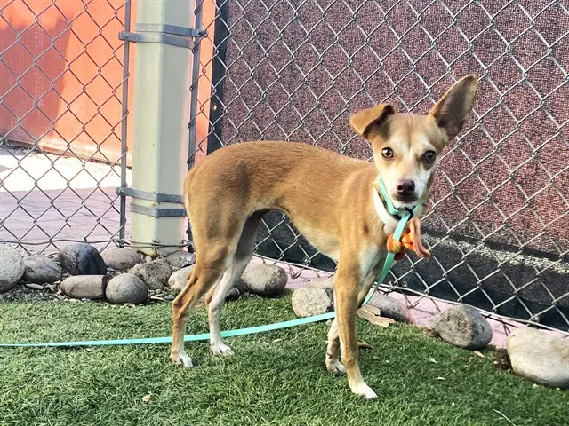 Maxi - Chihuahua