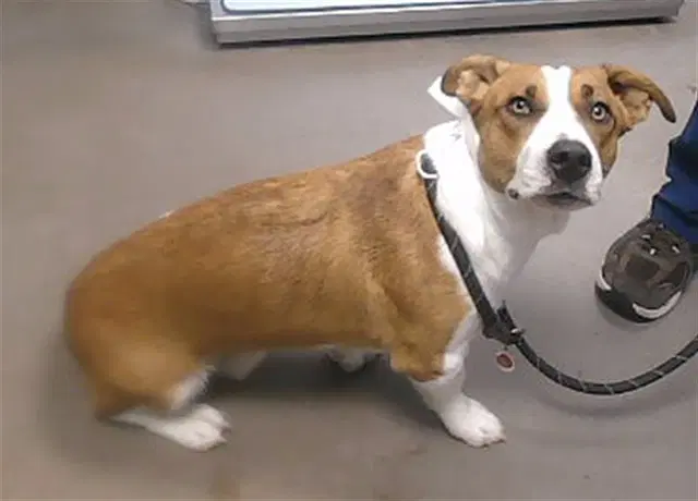 Hoagie - Pembroke Welsh Corgi