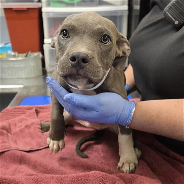 Violet - American Pit Bull Terrier
