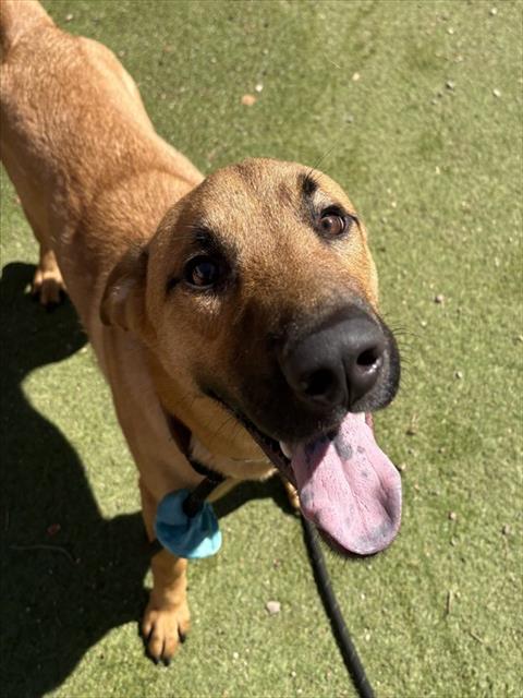 LOTSO, a dog for adoption from Maricopa County Animal Care & Control - West Valley Animal Care Center
