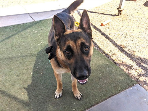 GROVER, a dog for adoption from Maricopa County Animal Care & Control - West Valley Animal Care Center