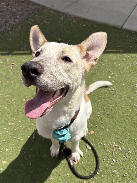 PEDRO, a dog for adoption from Maricopa County Animal Care & Control - West Valley Animal Care Center