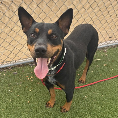 JAVA, a dog for adoption from Maricopa County Animal Care & Control - West Valley Animal Care Center