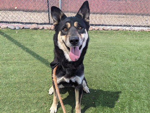 picture of the dog needing adoption