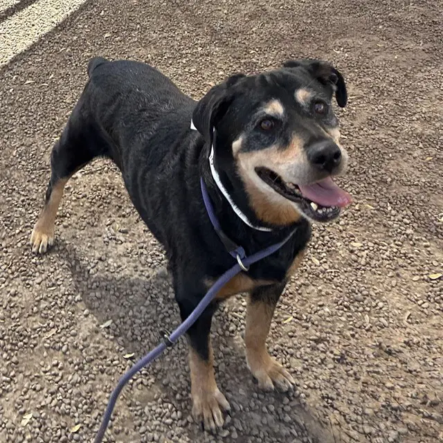 Doris - Rottweiler