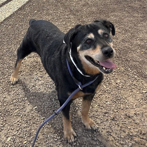 DORIS, a dog for adoption from Maricopa County Animal Care & Control - West Valley Animal Care Center