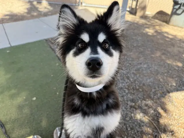 Feather - Alaskan Klee Kai