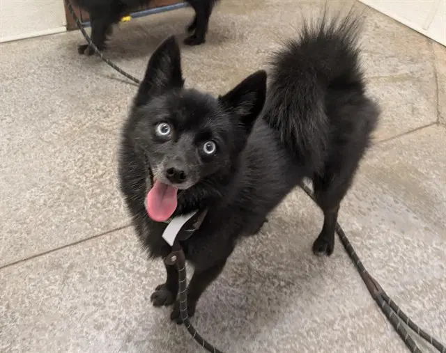 Pixie - Schipperke