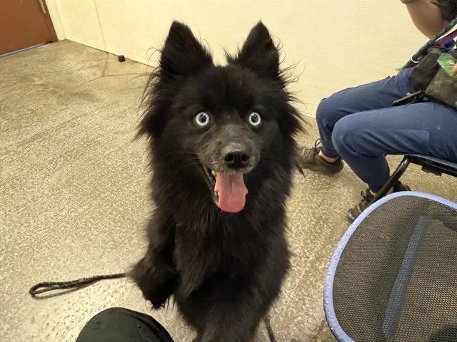 Fairy - Schipperke