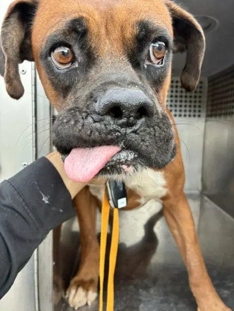 Coconut - Boxer