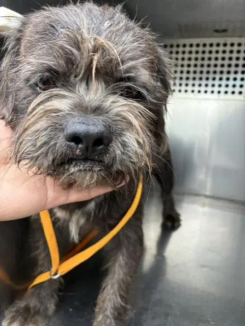 Esteban - Affenpinscher