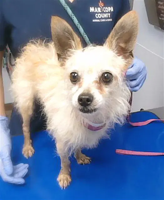 Churro - Cairn Terrier