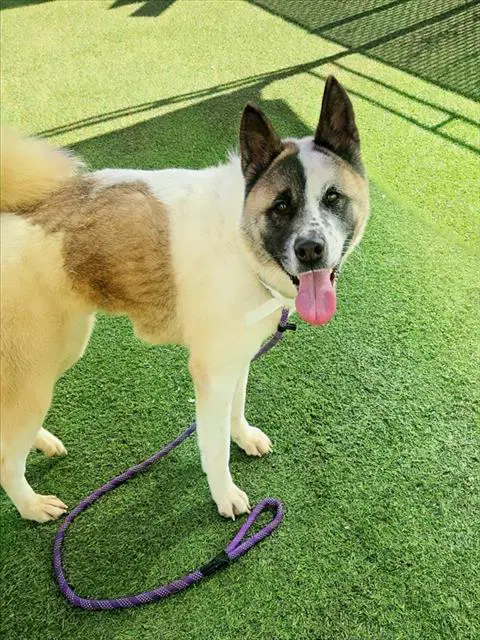 Lyra - Akita