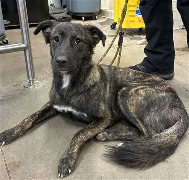 Butterfly - Dutch Shepherd