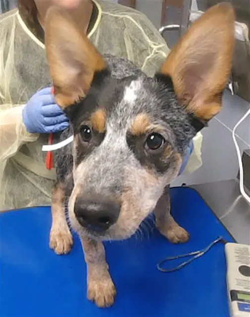 Spongebob - Queensland Heeler
