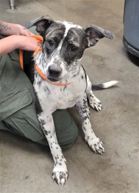 Confetti - Australian Cattle Dog/Blue Heeler