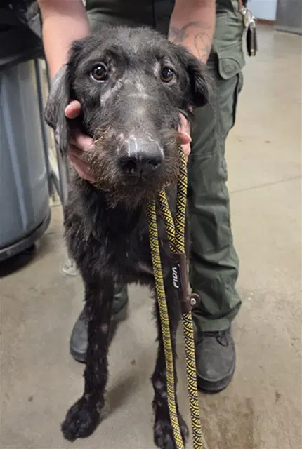 Petey - Schnauzer