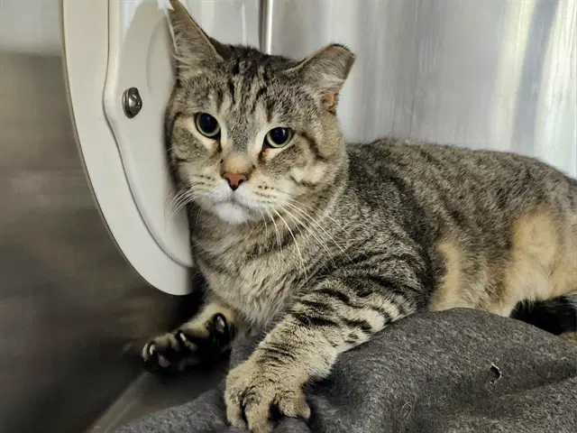 Barry - Domestic Short Hair