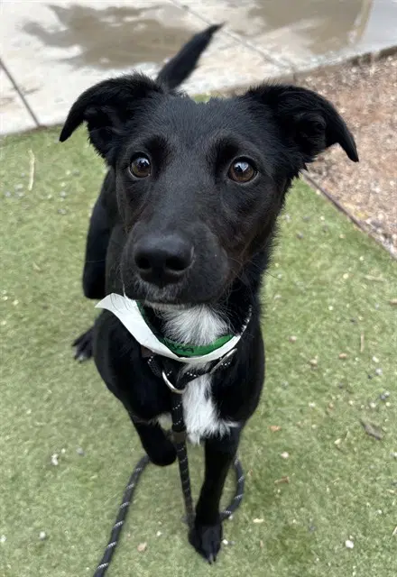 Roo - Border Collie
