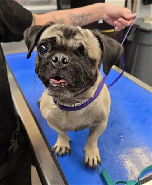 Sparkles - Pug