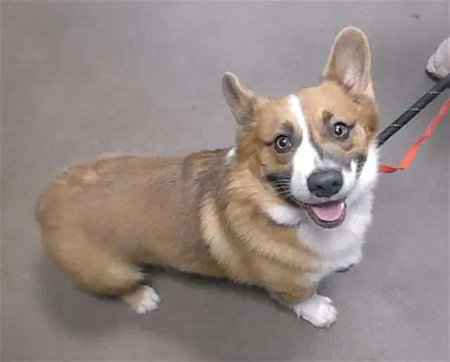 Mochi image 1