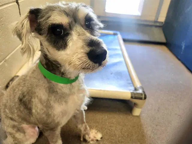 Windsor - Miniature Schnauzer