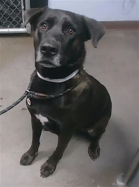 Pete - Labrador Retriever