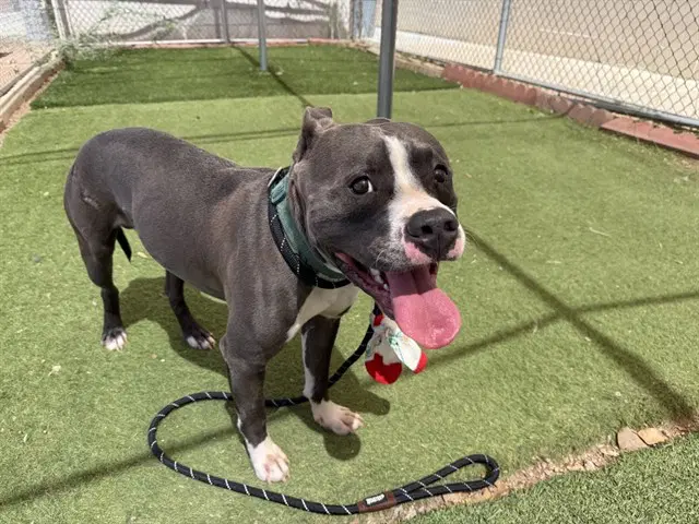 Franky - Staffordshire Bull Terrier