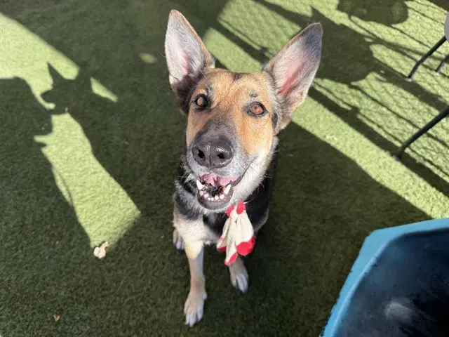 Luna - German Shepherd Dog