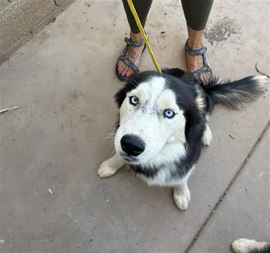 Ichabob - Siberian Husky