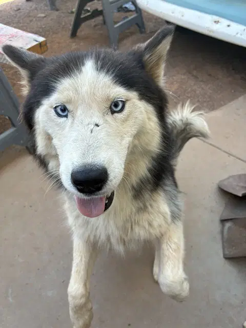 Wisteria - Siberian Husky