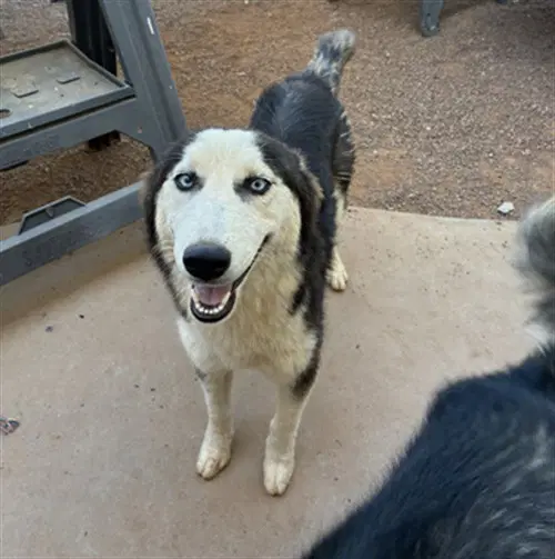 Winona - Siberian Husky