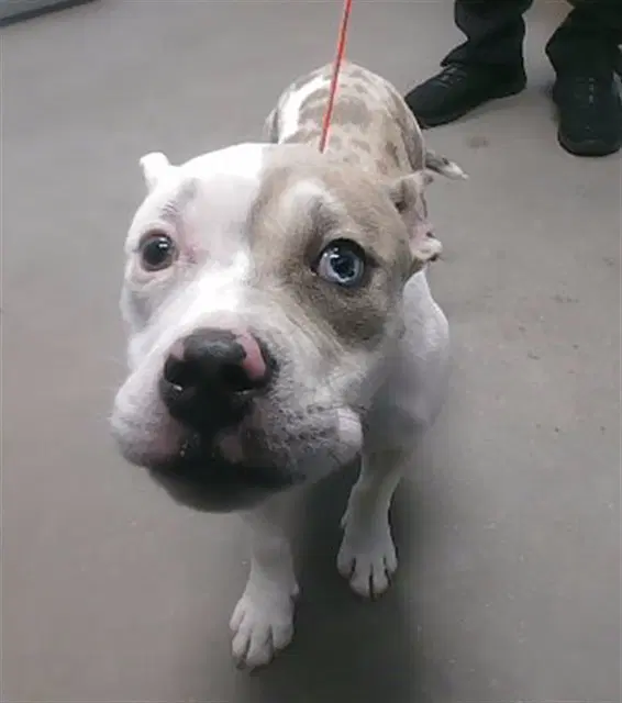 Brewster - American Pit Bull Terrier