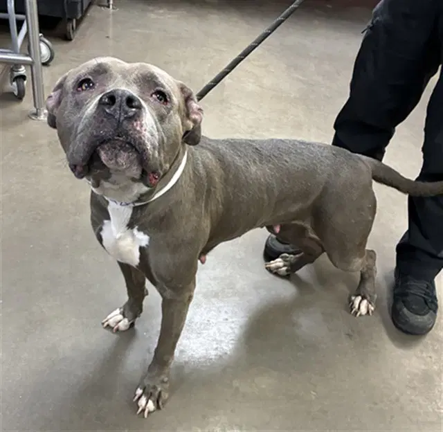 Silk - American Staffordshire Terrier