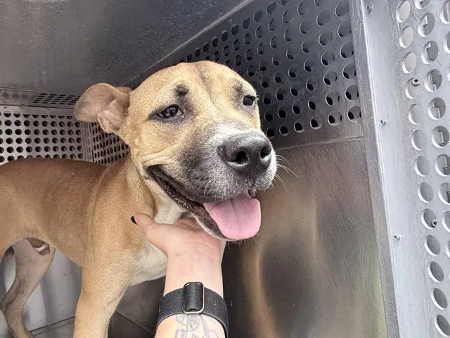 Squiggles - American Pit Bull Terrier