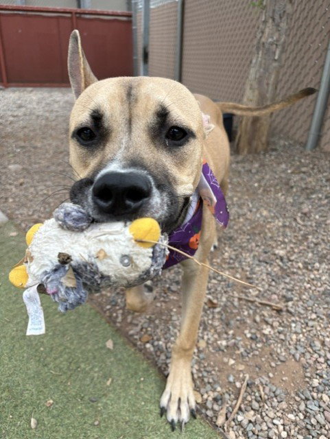 SQUIGGLES, a dog for adoption from Maricopa County Animal Care & Control - West Valley Animal Care Center