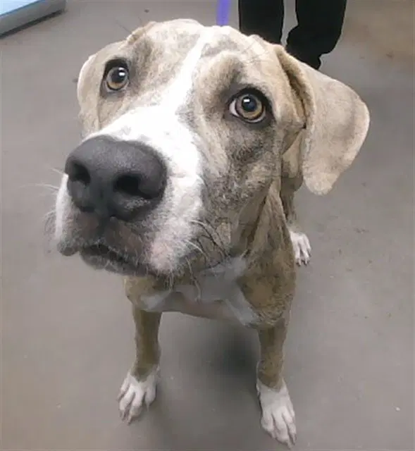 Samara - American Pit Bull Terrier