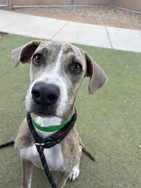 Samara - American Pit Bull Terrier