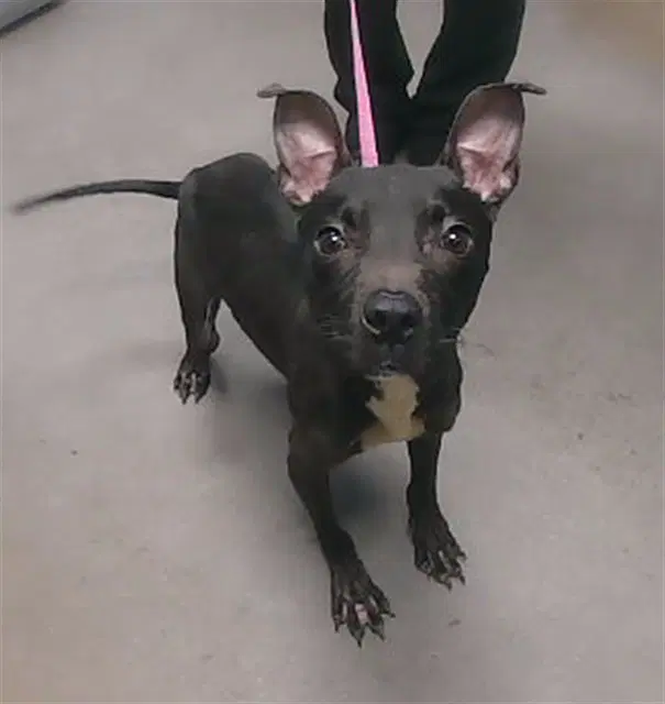Lizard - American Pit Bull Terrier