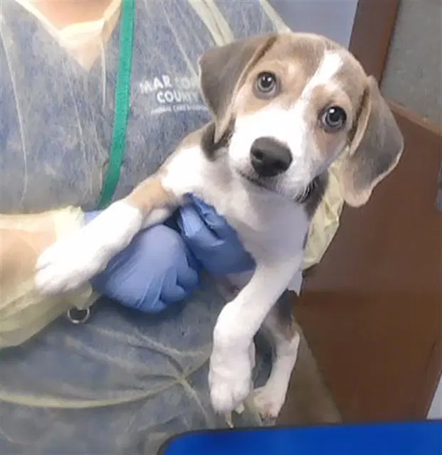Seymour - Beagle