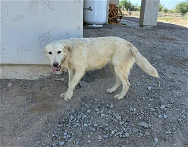 Taro - Golden Retriever