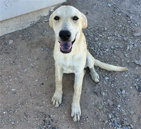 Ube - Golden Retriever