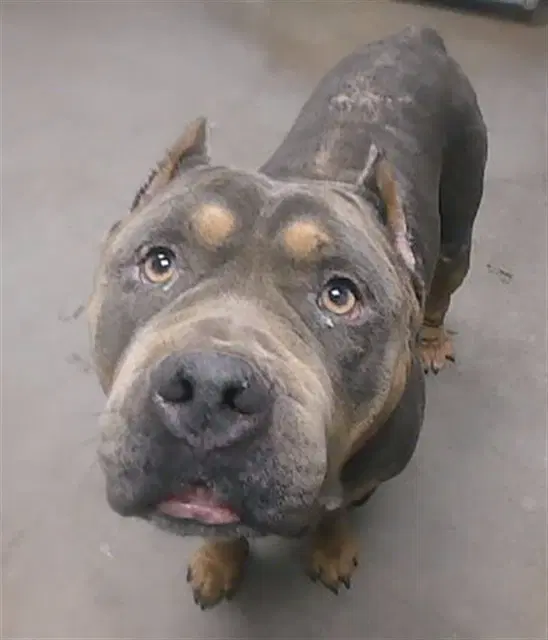 Casserole - American Bulldog