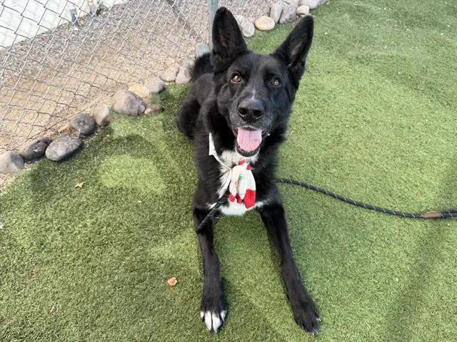 Toasty - German Shepherd Dog