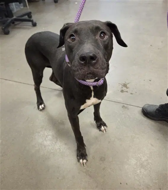 Margo - American Pit Bull Terrier