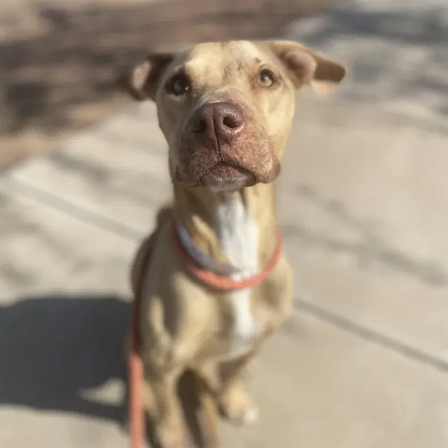 Lemon - American Pit Bull Terrier