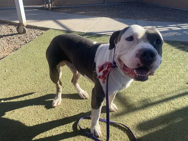 Trumpet - American Pit Bull Terrier